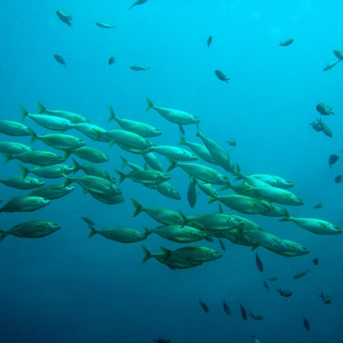 Fish Oil & Omegas (EPA DHA)