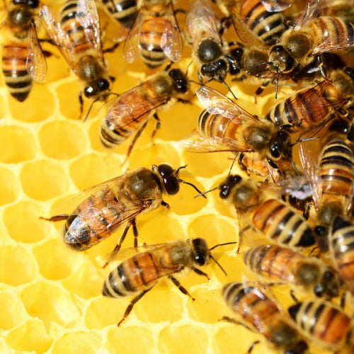 Propolis