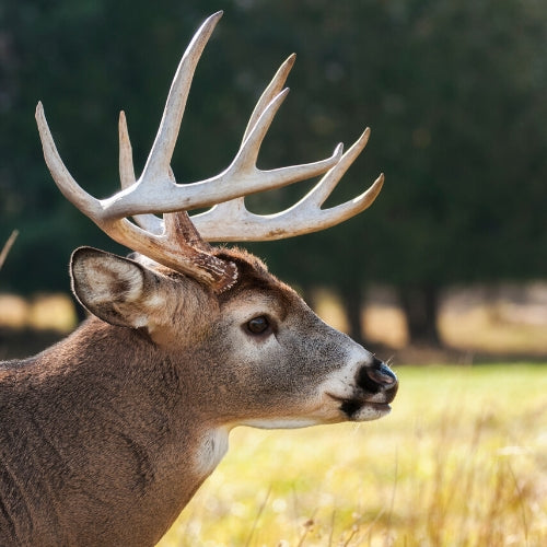 Deer Products
